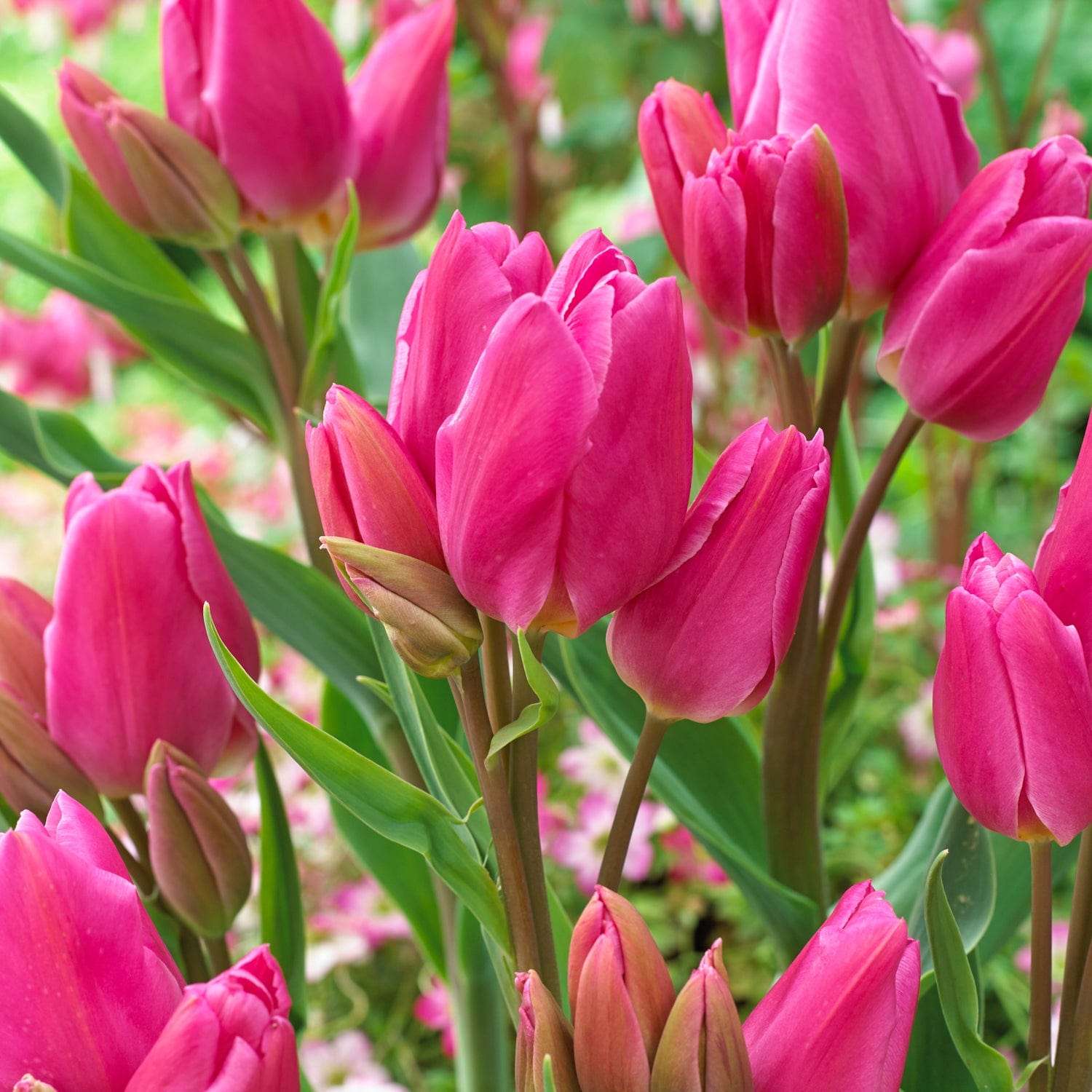Tulppaani 'Happy Family'
